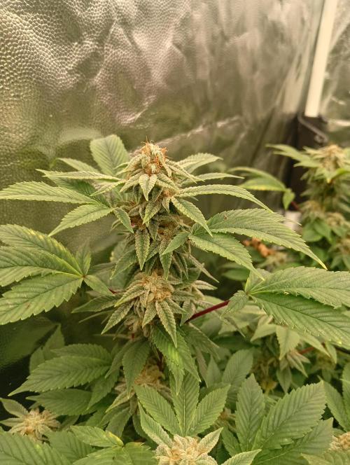 Run N2 Gorilla Glue #4 Fast Own Cut. Week 9
