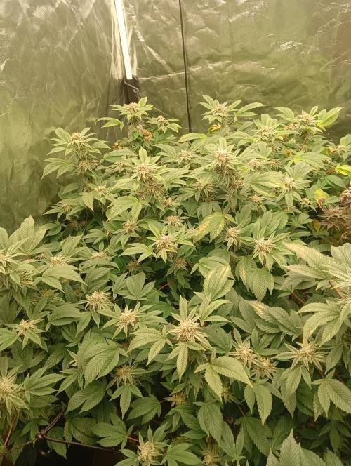 Run N2 Gorilla Glue #4 Fast Own Cut. Week 9