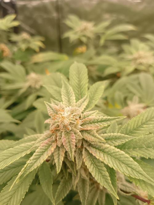 Run N2 Gorilla Glue #4 Fast Own Cut. Week 9