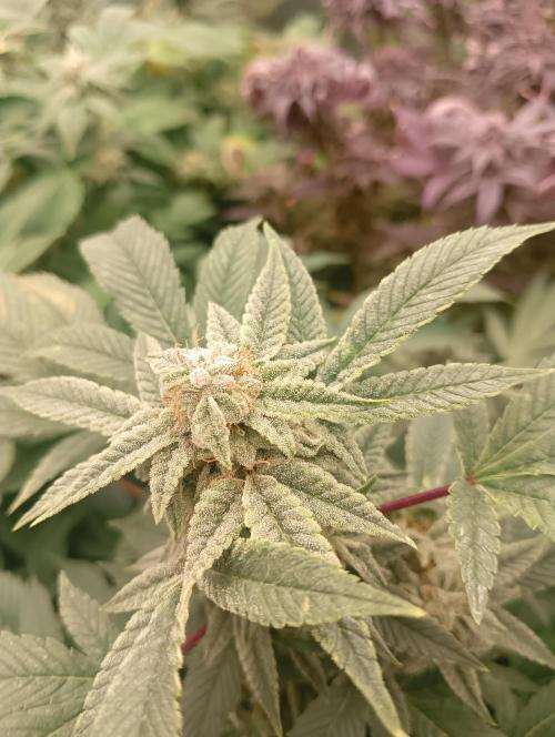 Run N2 Gorilla Glue #4 Fast Own Cut. Week 9