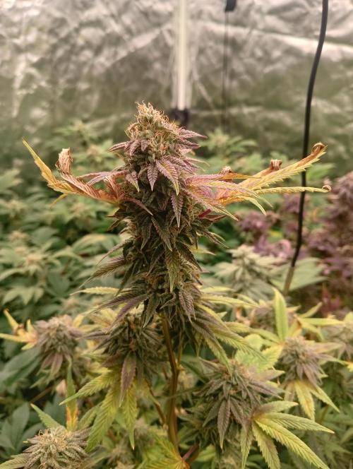 Fruit Gum. Week 22