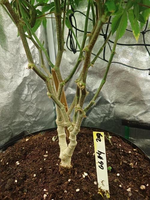 Run N 3 Gorilla Glue#4. Week 2