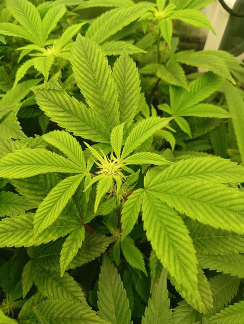 Run N 3 Gorilla Glue#4. Week 2