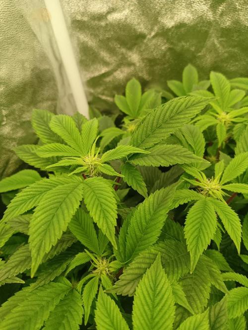 Run N 3 Gorilla Glue#4. Week 2