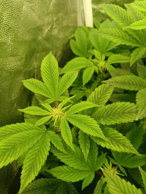 Run N 3 Gorilla Glue#4. Week 2