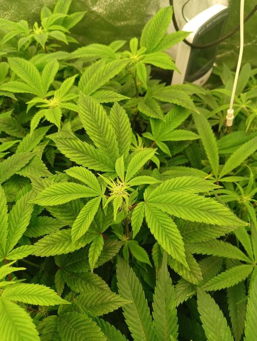 Run N 3 Gorilla Glue#4. Week 2