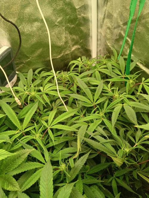 Run N 1 Zombie Kush. Week 2