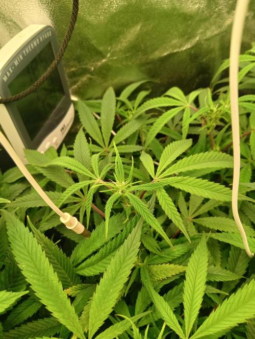 Run N 1 Zombie Kush. Week 2