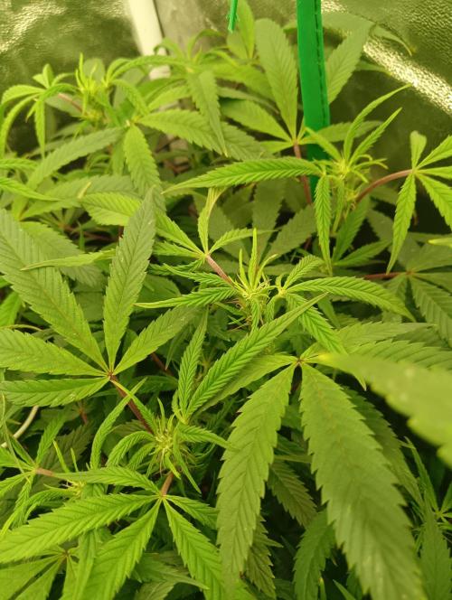 Run N 1 Zombie Kush. Week 2