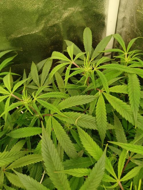 Run N 1 Zombie Kush. Week 2