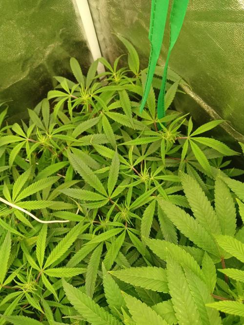 Run N 1 Zombie Kush. Week 2