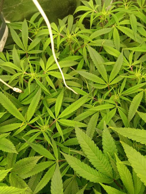 Run N 1 Zombie Kush. Week 2