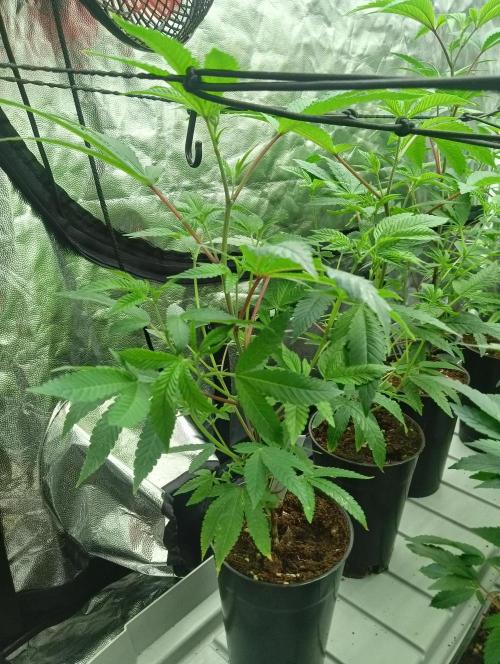 My First SOG. Multi Strain Run 1. Week 1