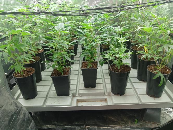 My First SOG. Multi Strain Run 1. Week 1