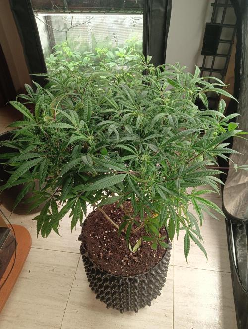 Run N 1 Zombie Kush. Week 3