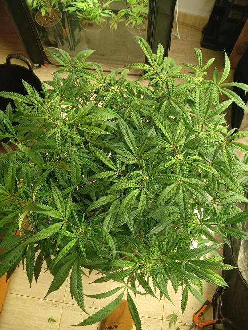 Run N 1 Zombie Kush. Week 3