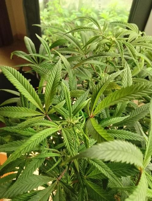 Run N 1 Zombie Kush. Week 3
