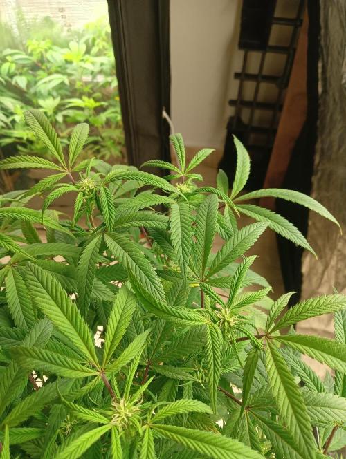 Run N 1 Zombie Kush. Week 3