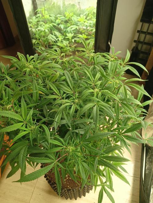 Run N 1 Zombie Kush. Week 3