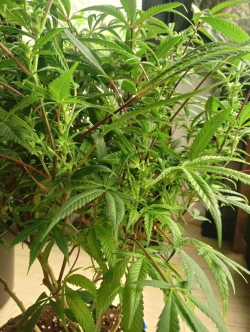 Run N 1 Zombie Kush. Week 3