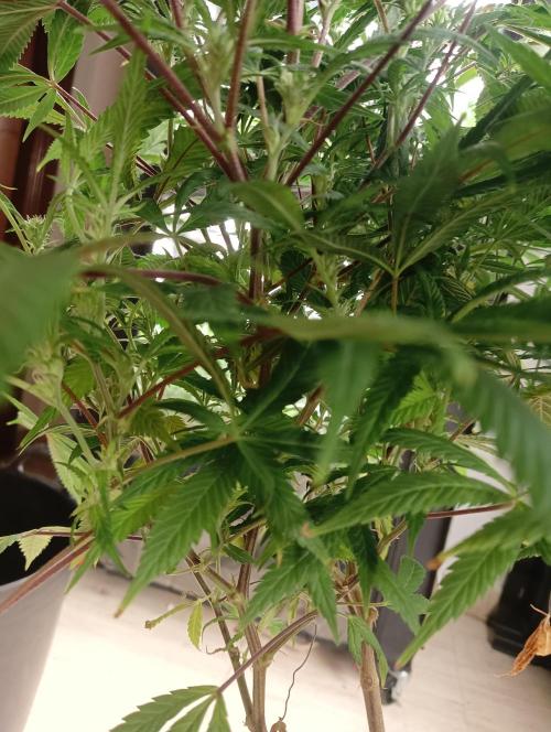 Run N 1 Zombie Kush. Week 3