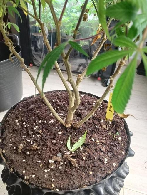 Run N 1 Zombie Kush. Week 3