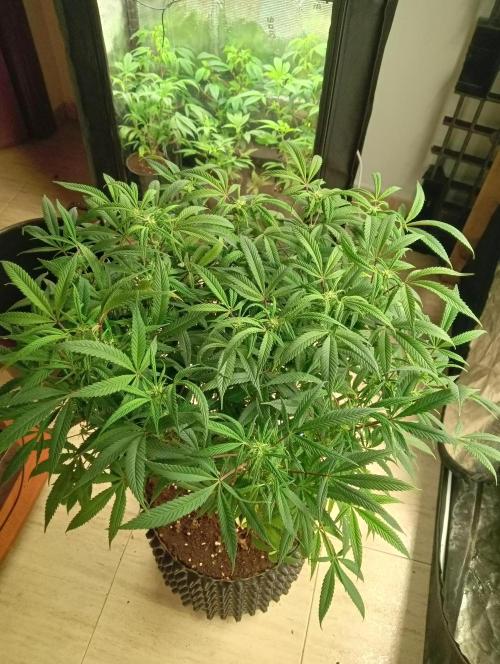 Run N 1 Zombie Kush. Week 3