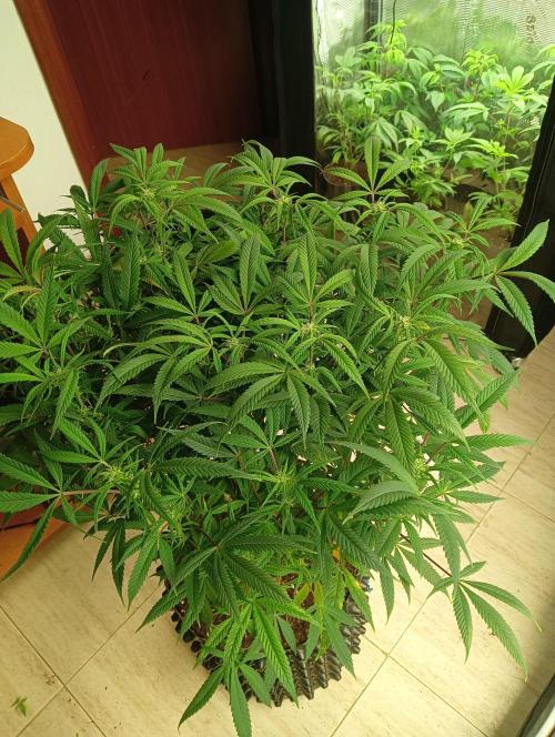 Run N 1 Zombie Kush. Week 3
