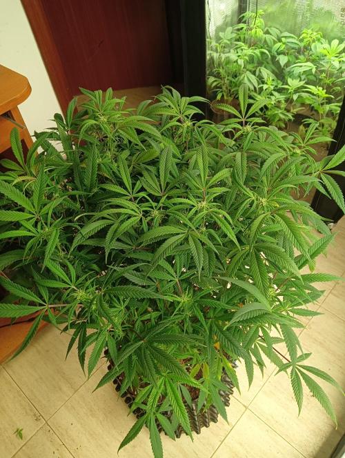Run N 1 Zombie Kush. Week 3