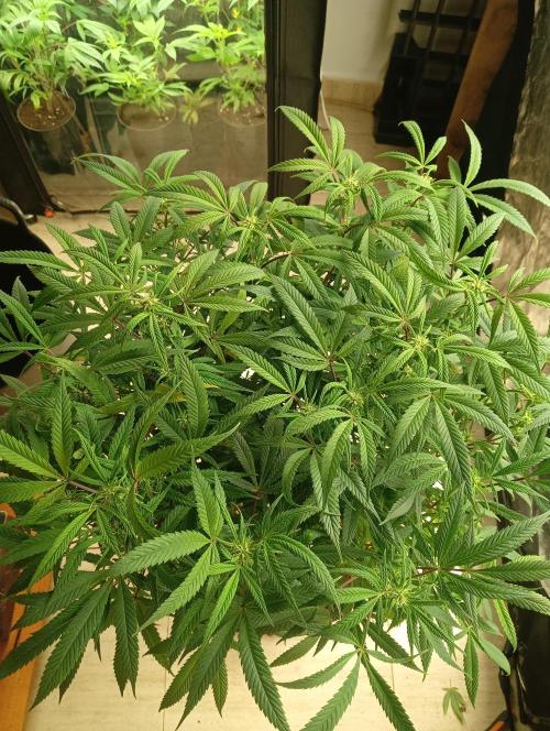 Run N 1 Zombie Kush. Week 3