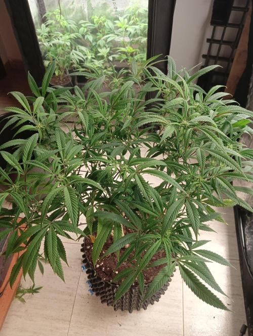 Run N 1 Zombie Kush. Week 3