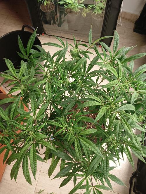Run N 1 Zombie Kush. Week 3