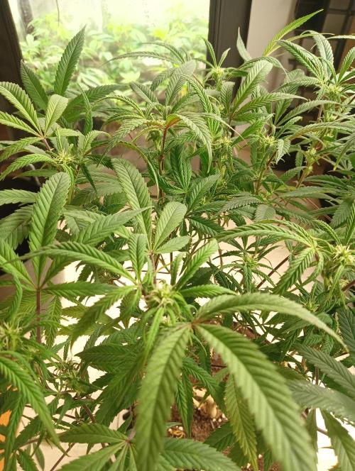 Run N 1 Zombie Kush. Week 3