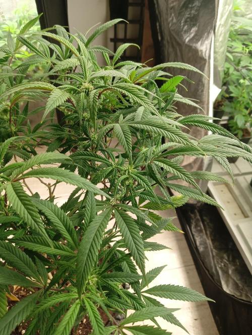 Run N 1 Zombie Kush. Week 3