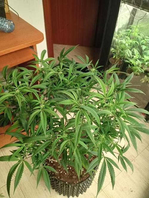 Run N 1 Zombie Kush. Week 3