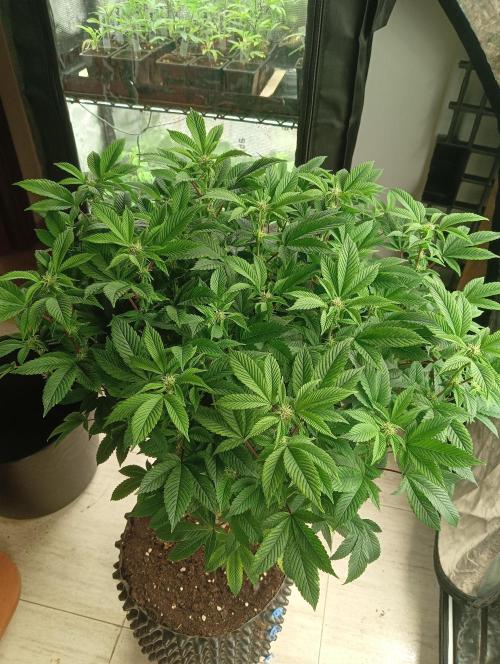 Run N 3 Gorilla Glue#4. Week 3
