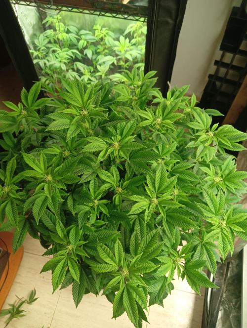 Run N 3 Gorilla Glue#4. Week 3