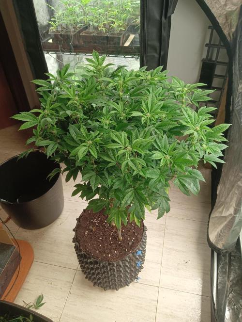 Run N 3 Gorilla Glue#4. Week 3