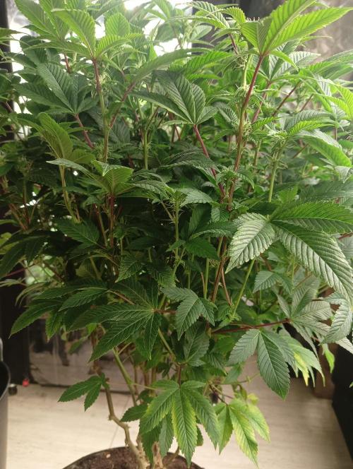 Run N 3 Gorilla Glue#4. Week 3