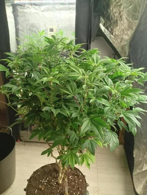 Run N 3 Gorilla Glue#4. Week 3