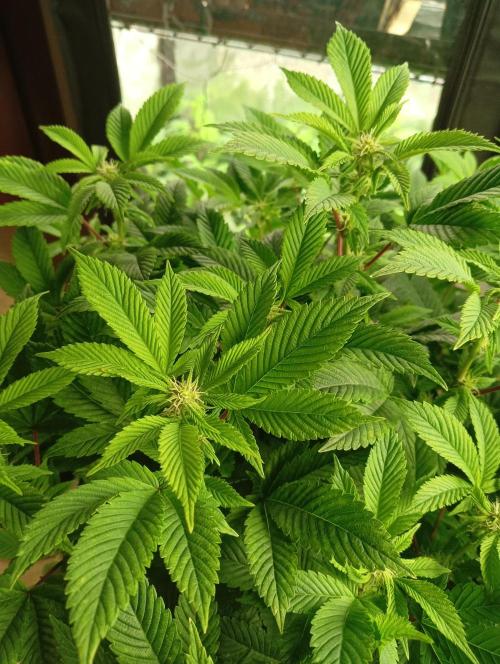 Run N 3 Gorilla Glue#4. Week 3