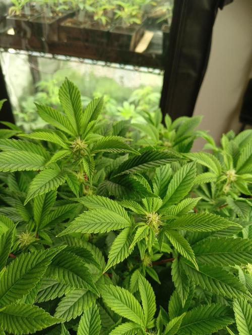 Run N 3 Gorilla Glue#4. Week 3