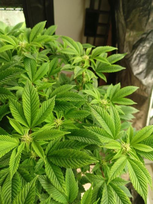 Run N 3 Gorilla Glue#4. Week 3