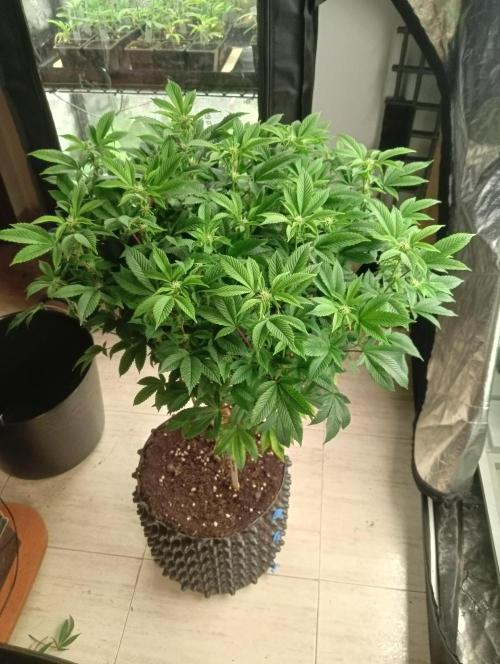 Run N 3 Gorilla Glue#4. Week 3