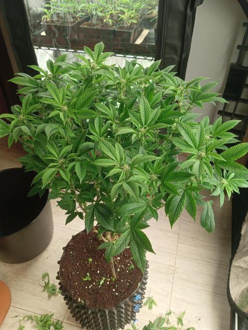 Run N 3 Gorilla Glue#4. Week 3
