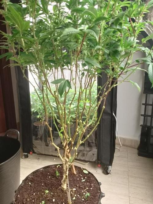 Run N 3 Gorilla Glue#4. Week 3