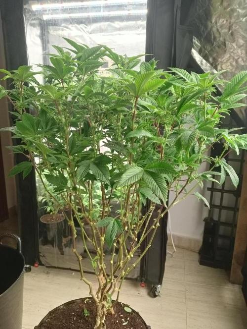 Run N 3 Gorilla Glue#4. Week 3