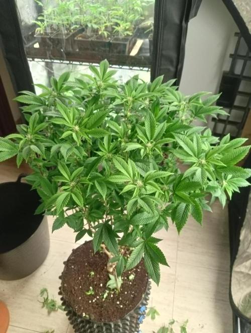 Run N 3 Gorilla Glue#4. Week 3