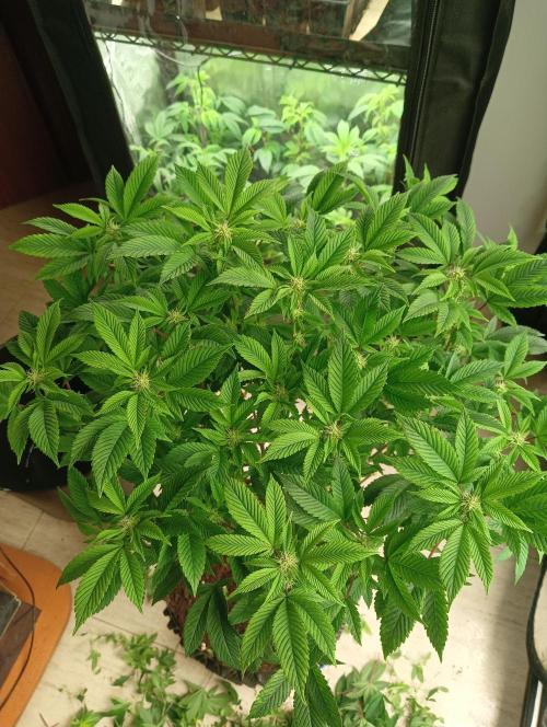 Run N 3 Gorilla Glue#4. Week 3