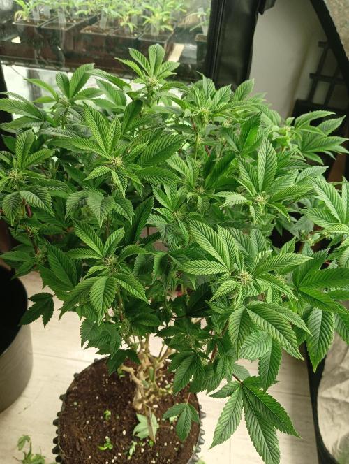 Run N 3 Gorilla Glue#4. Week 3
